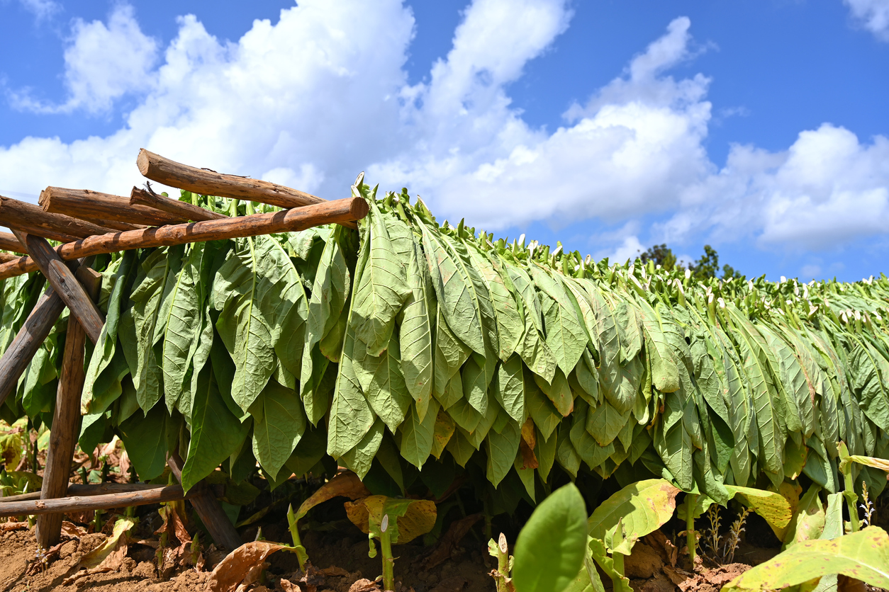 Tobacco plantation 