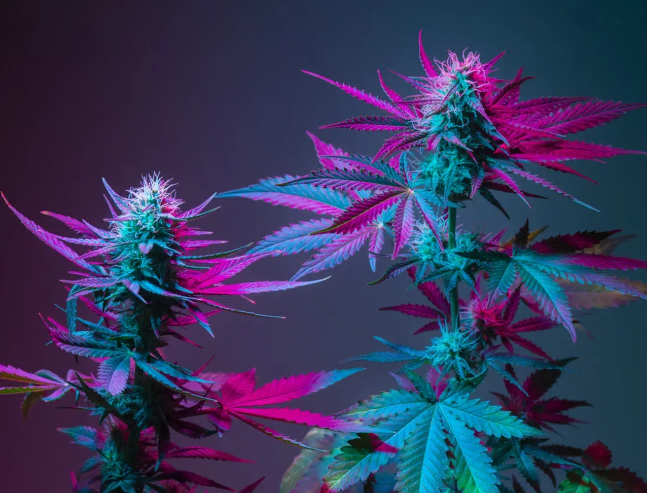 Cannabis sativa plant illustrating the subject of cannabis use disorder treatment Solstice Health & Wellness Sarasota FL Cannabis sativa plant illustrating the subject of cannabis use disorder treatment Solstice Health & Wellness Sarasota FL
