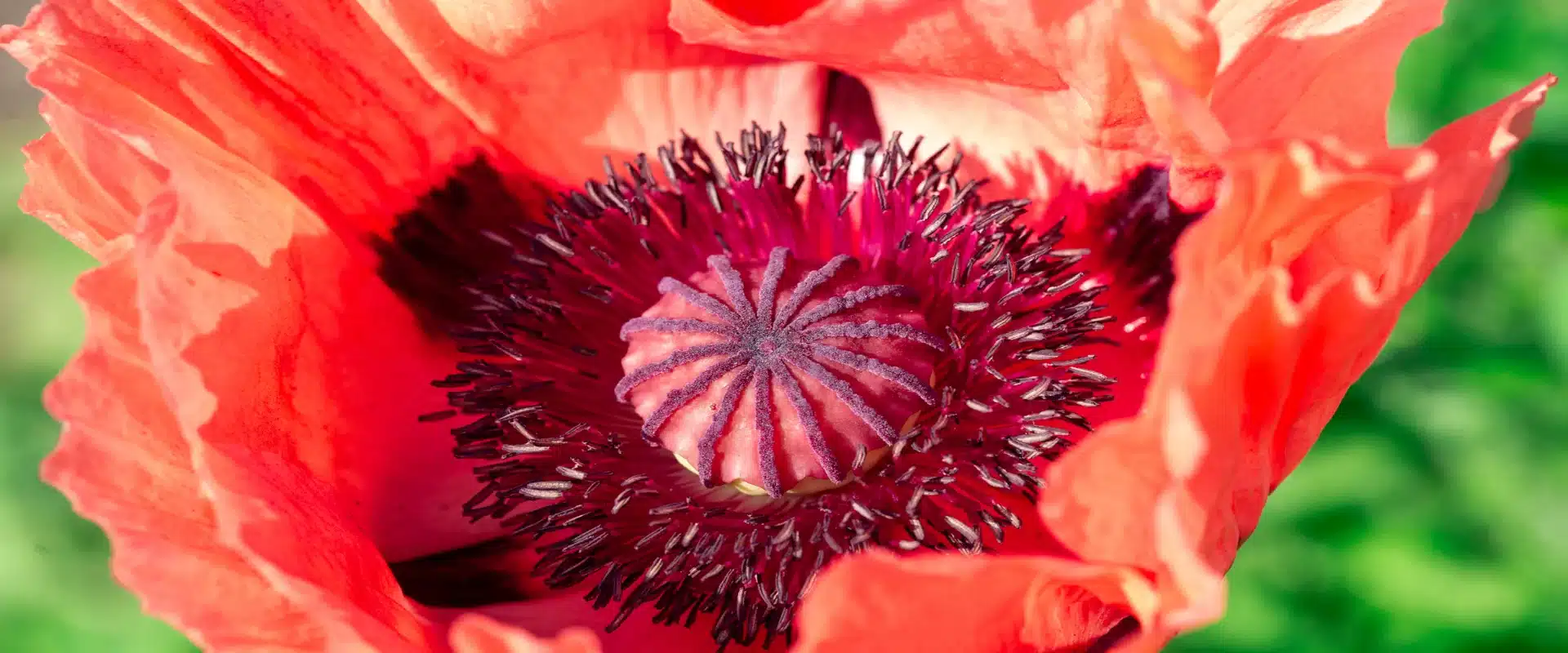 Close-up of an opium poppy bloom, the plant source of morphine and heroin